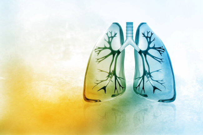 Human lungs respiratory medicine